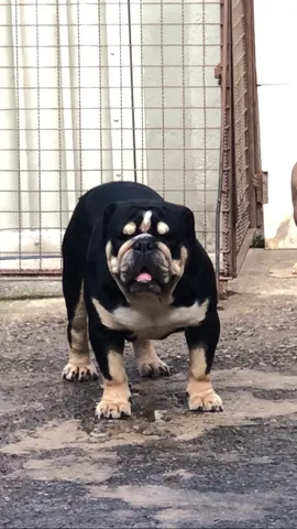 Bulldog ingles preto  +24 anúncios na OLX Brasil