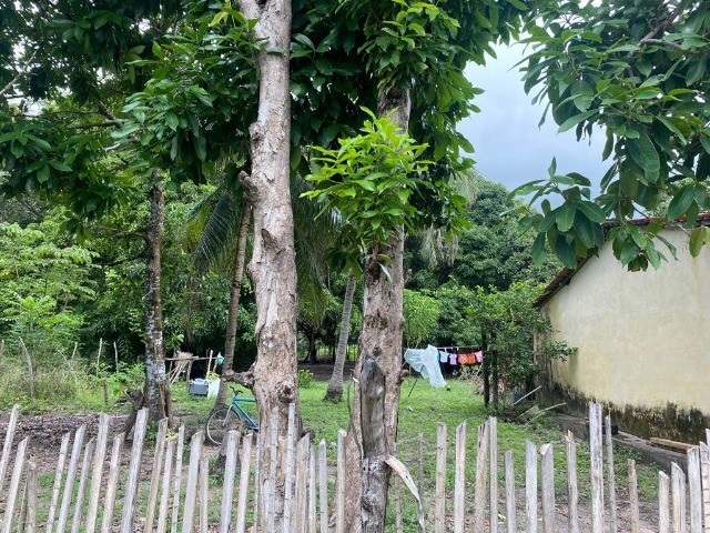 Sitio na avenida principal do timbuba, 25 x 100 , casa simples rua asfaltada - Foto 13