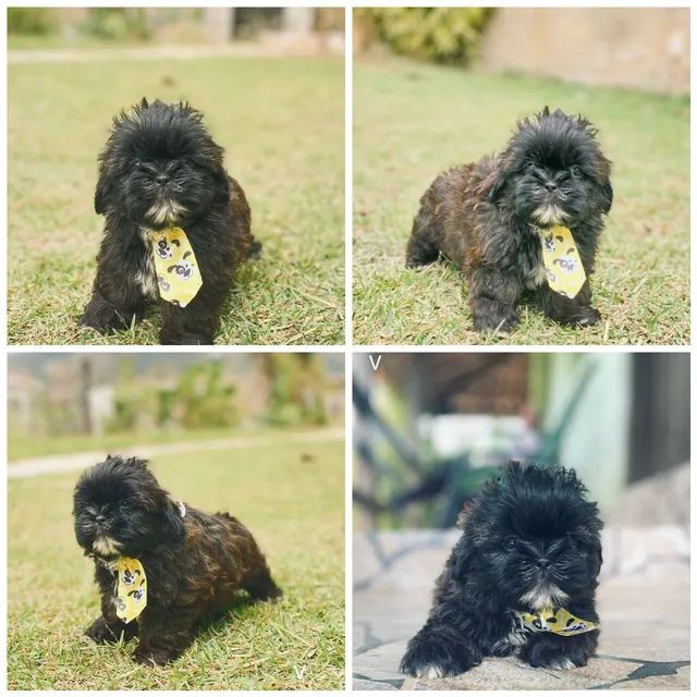 Shihtzu mini *