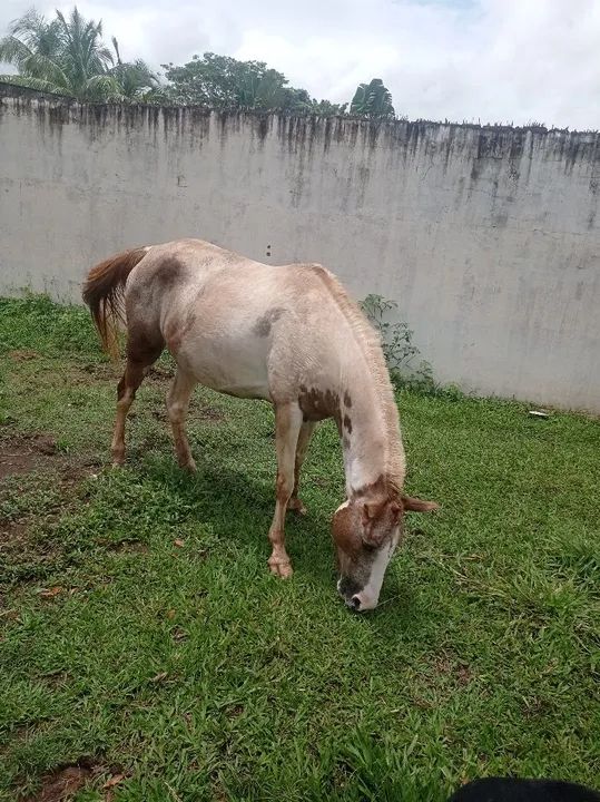 Égua pampa para venda - Foto 3