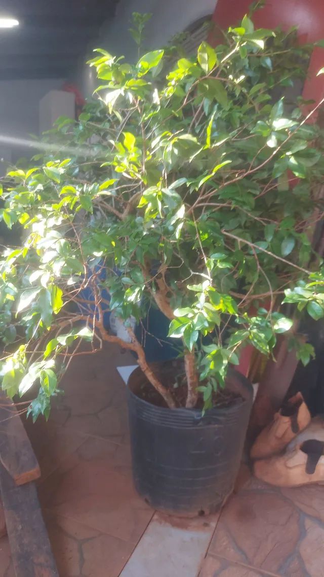 Frutíferas...