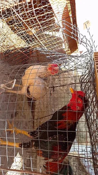 Casal de raça - Foto 3