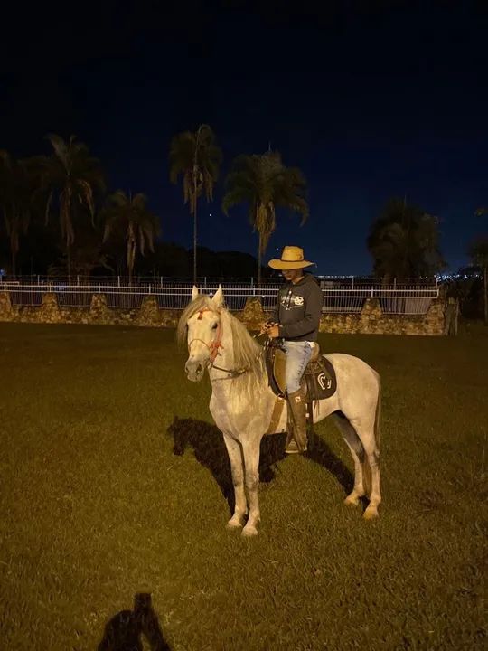 Cavalo Mangalarga Marchador - Foto 2