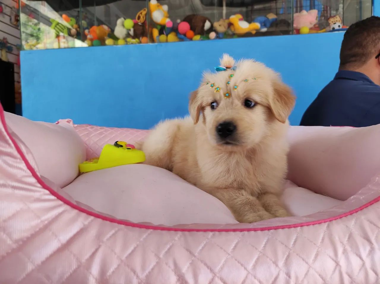 Filhote Golden Retriever - Fêmea