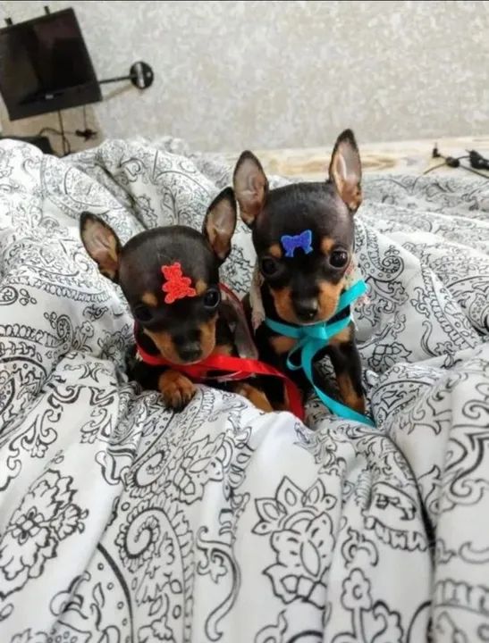 MARAVILHOSOS FILHOTES PINCHER NÚMERO ZERO DISPONÍVEIS  - Foto 3