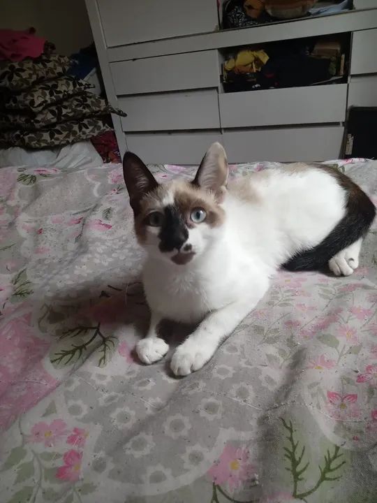 Gato siamês com angora pura raça e macho estou doando - Foto 6