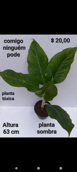 Planta vinca, comigoninguémpode, abacaxi roxo tradescantia,tapete de rainha,pteris, avenca - Foto 3