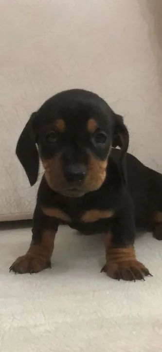 Fofos basset teckel lindios - Foto 2