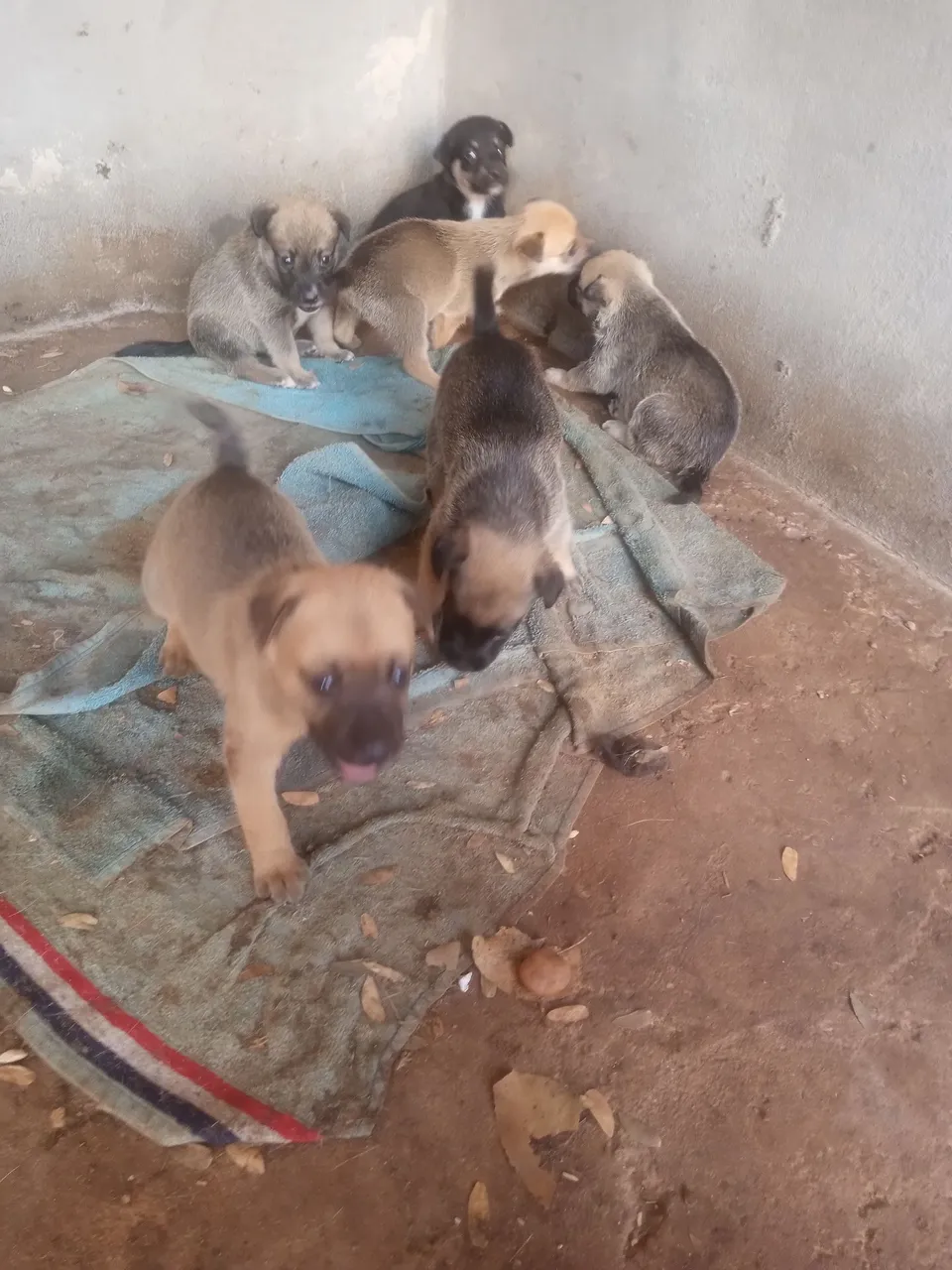 Filhotes de cães para adoção vira-lata misturado