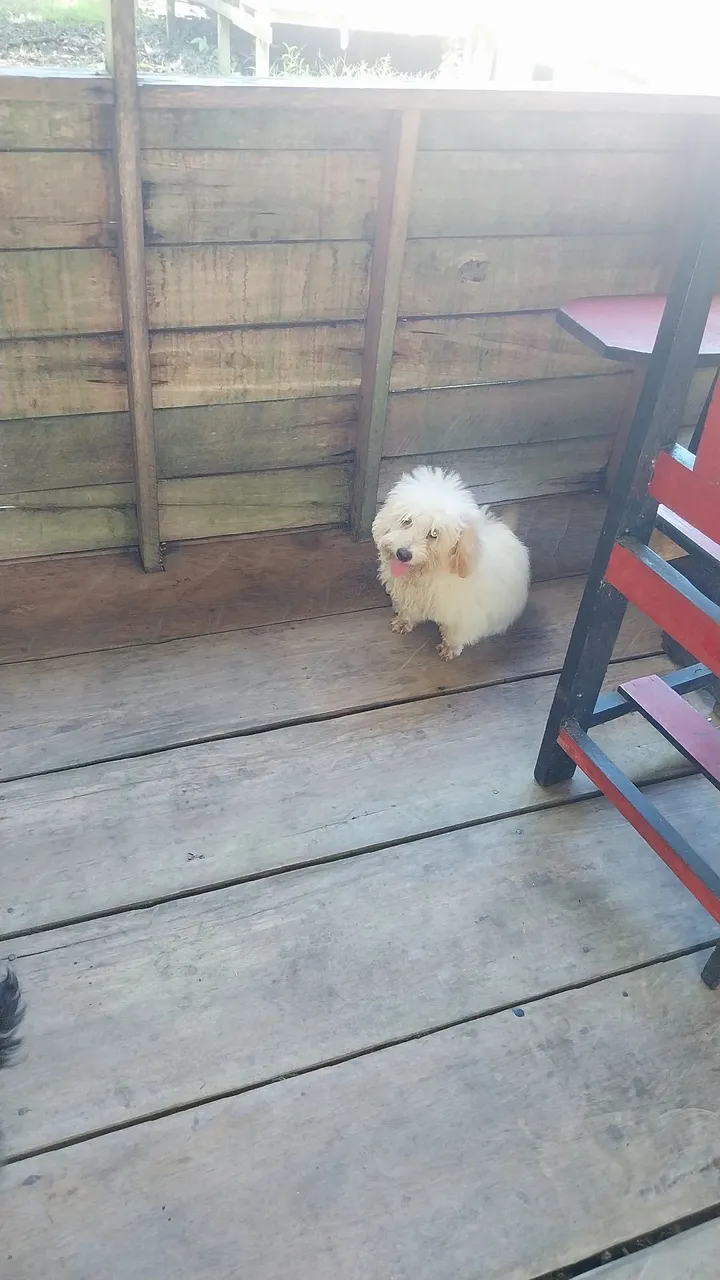 Filhote de Poodle Toy fêmea.