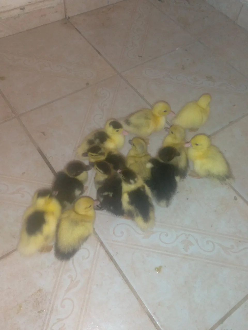 Filhotes de pato 10 reais cada