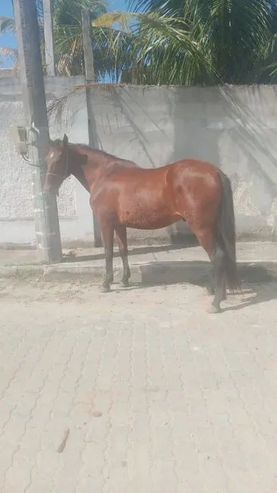 Vendo cavalo mangalarga top  - Foto 4