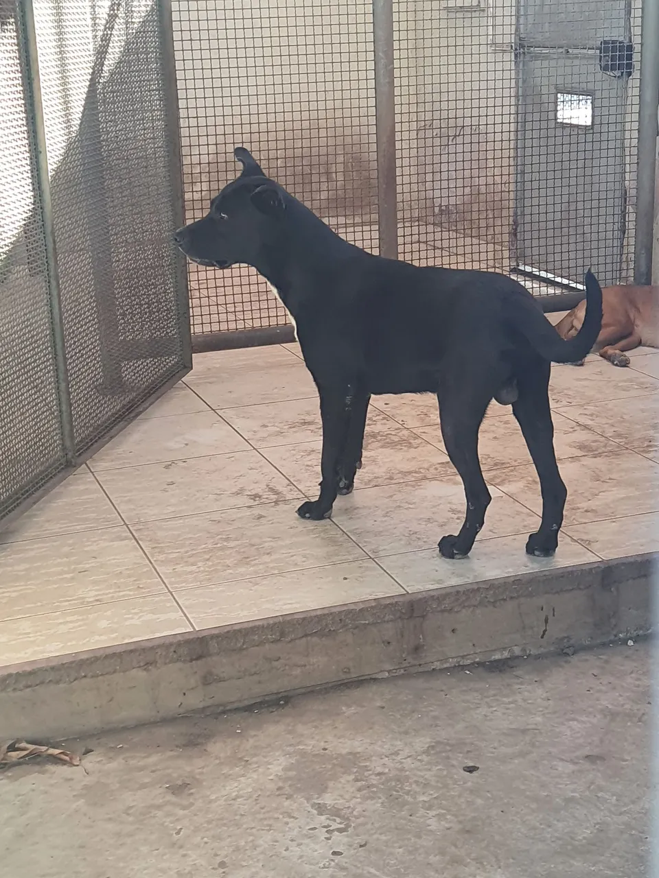 Cão de porte médio para adoção