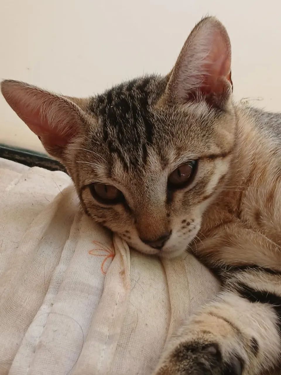 Gatos filhotes para adoção URGENTE - Foto 5