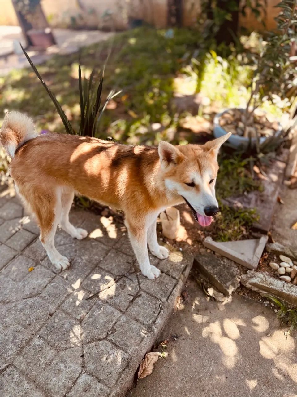 Akita Inu lindo procurando fêmea para cruzar  - Foto 3