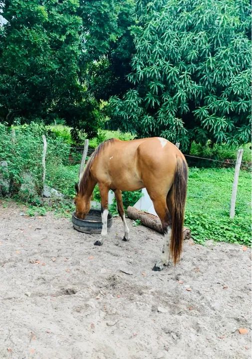 Cavalo campolina com 26 meses  - Foto 3