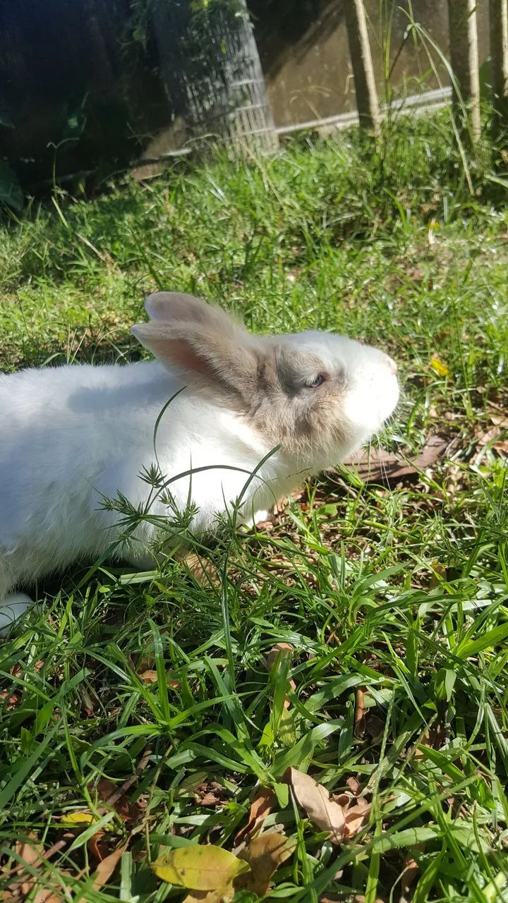 Coelho macho, bem cuidado  - Foto 2