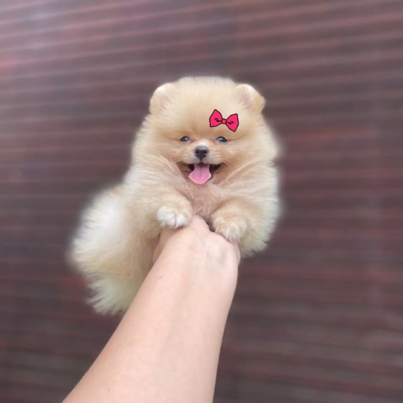 Ursinha Minúscula de Bolsa Lulu da Pomerânia