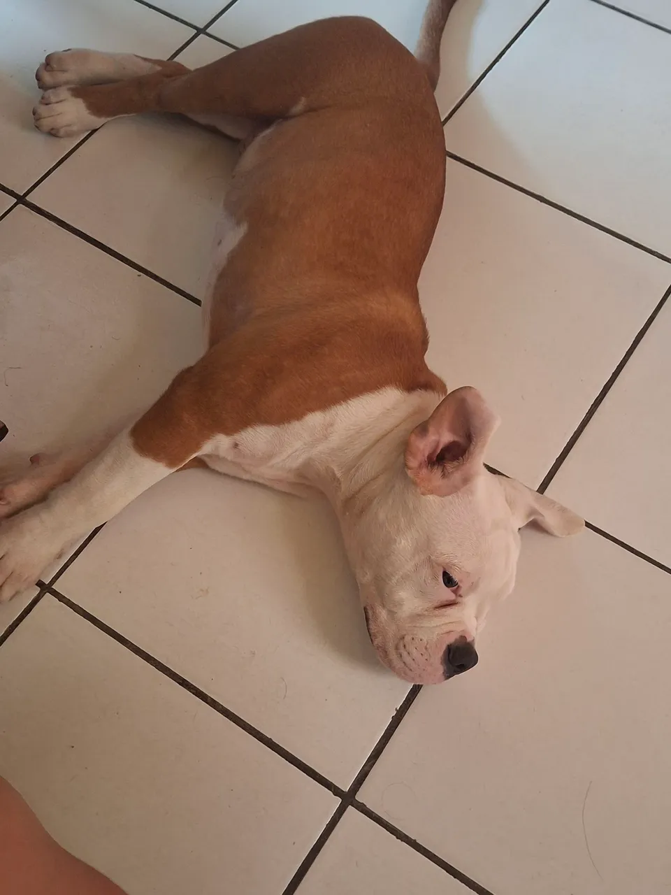Budog Filhote - Super Charmoso e Amigável!