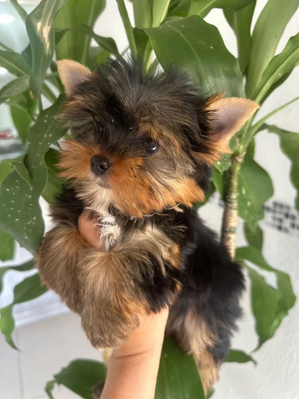 Filhote Yorkshire Yorkshire Terrier Olx Yorkshire Terrier Macho