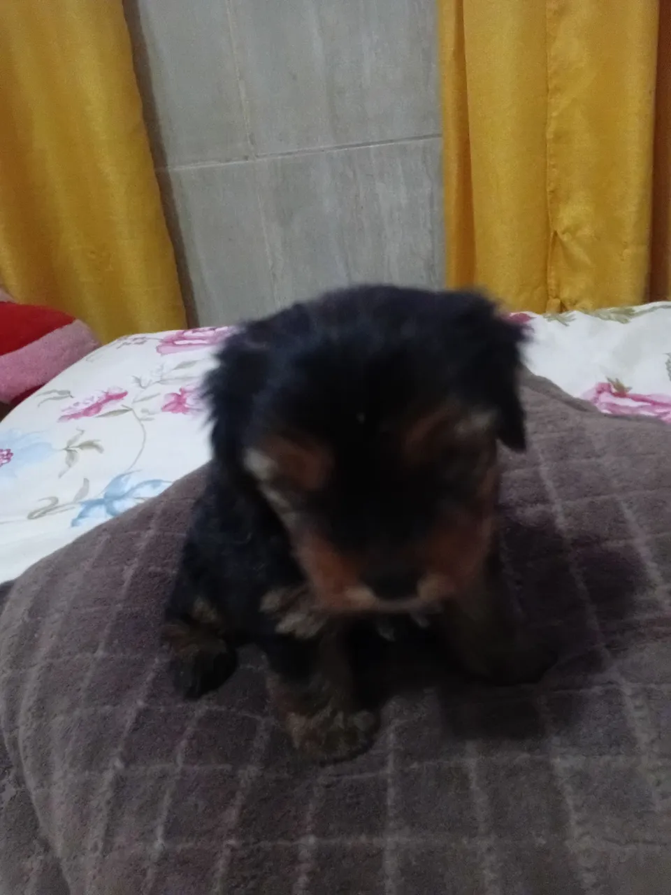 Filhote de Yorkshire Terrier disponível para adoção