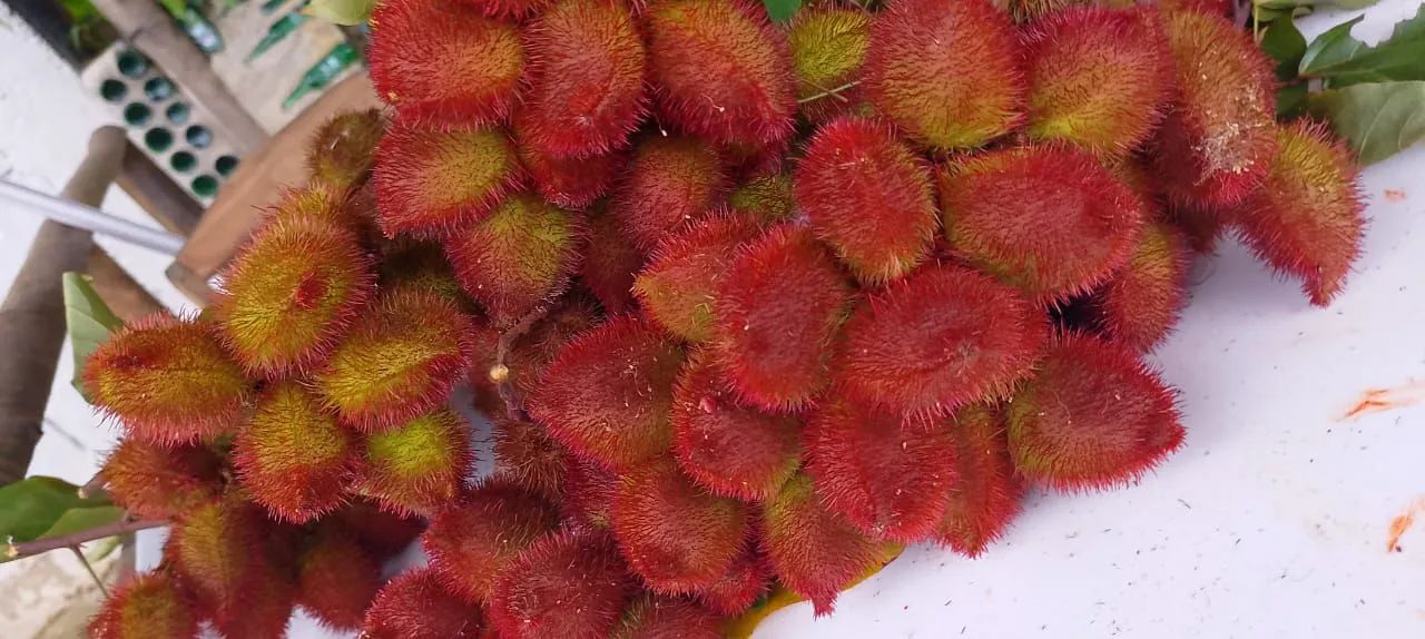 Mudas de colorau vermelho  - Foto 4