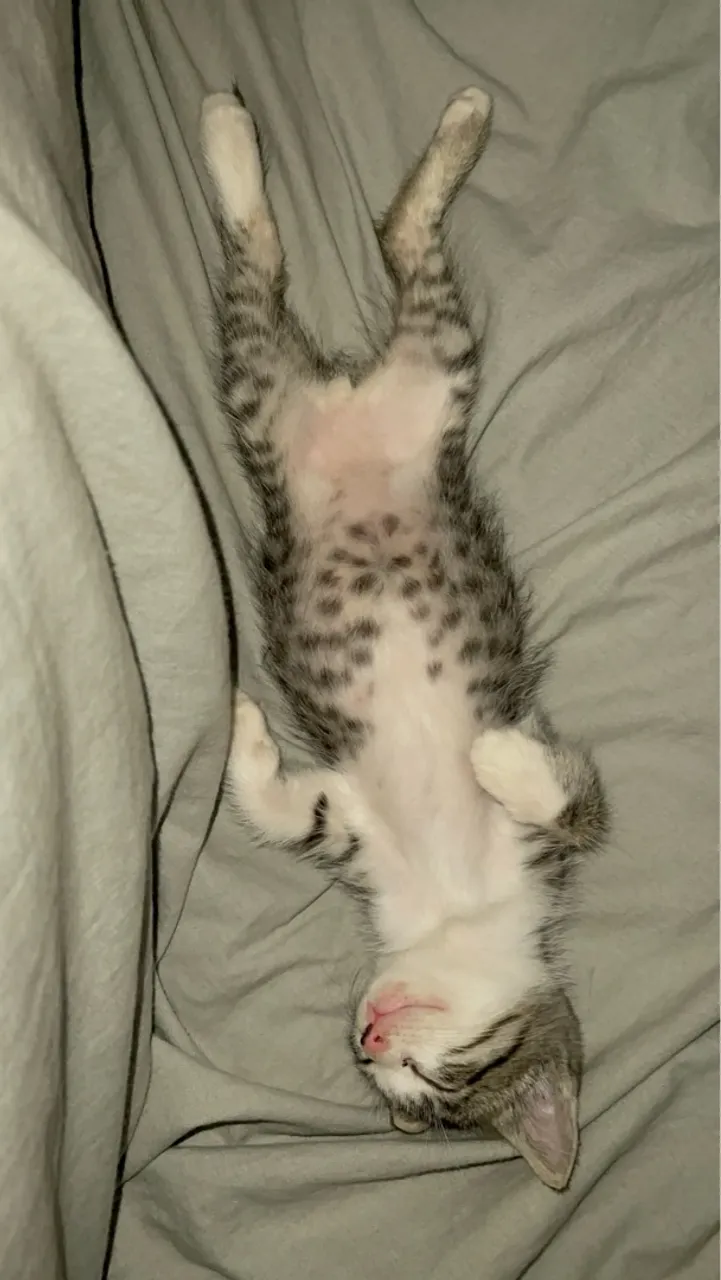 Gatinho filhote para adoção ( macho )