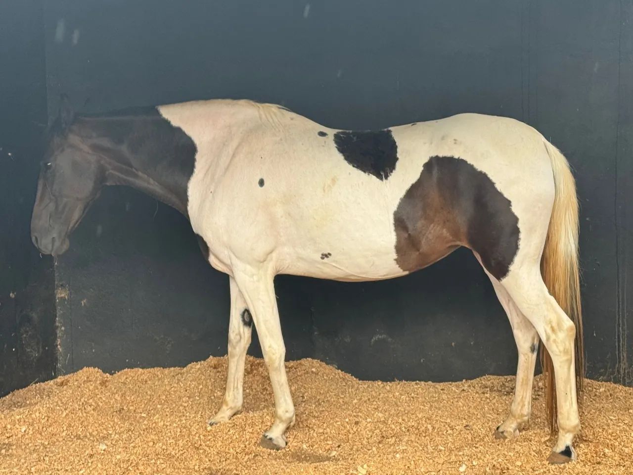 Égua pampa homozigoto  - Foto 3
