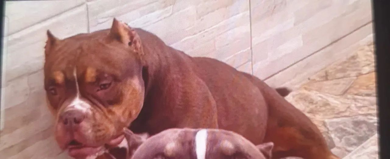 Americam.bulyy exotico - Foto 6