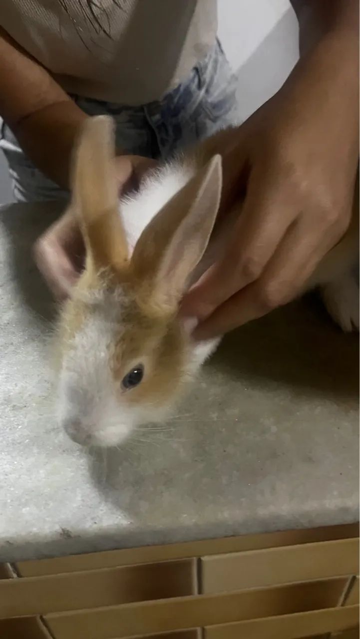 Gaiola para coelho  - Foto 2