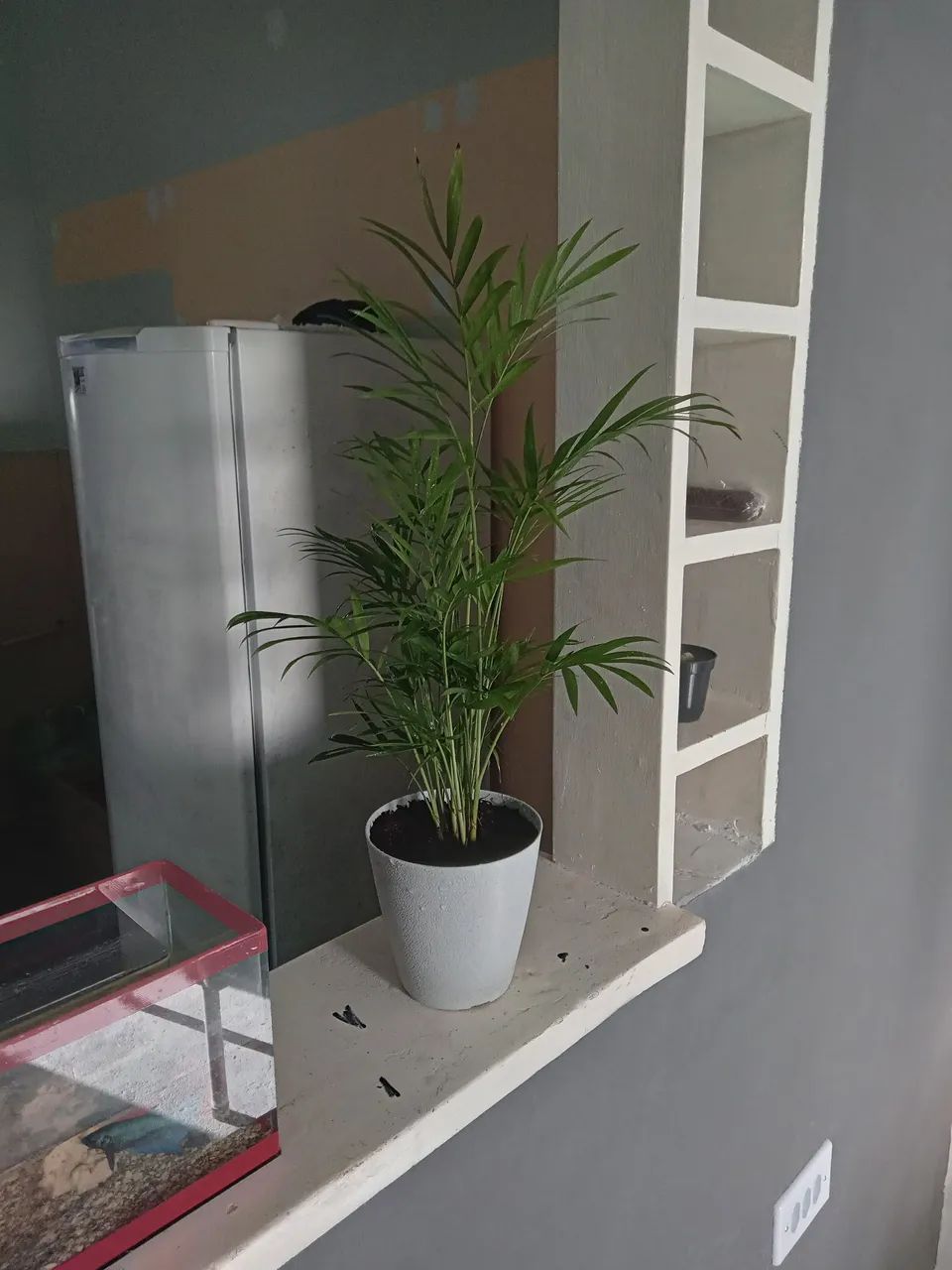 Planta Palmeira Chameadora - Foto 2