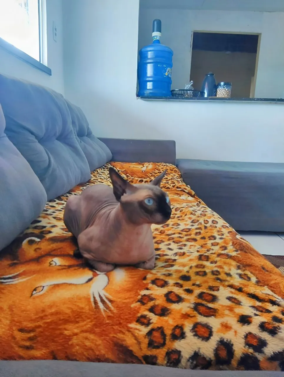 Gato Sphynx 1 Mil reais.