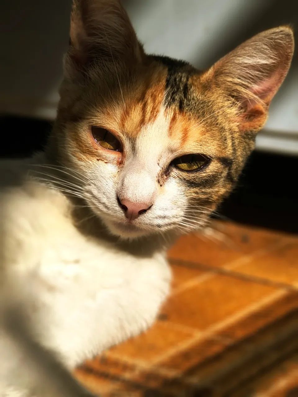 Gatinho para adoção - Foto 2