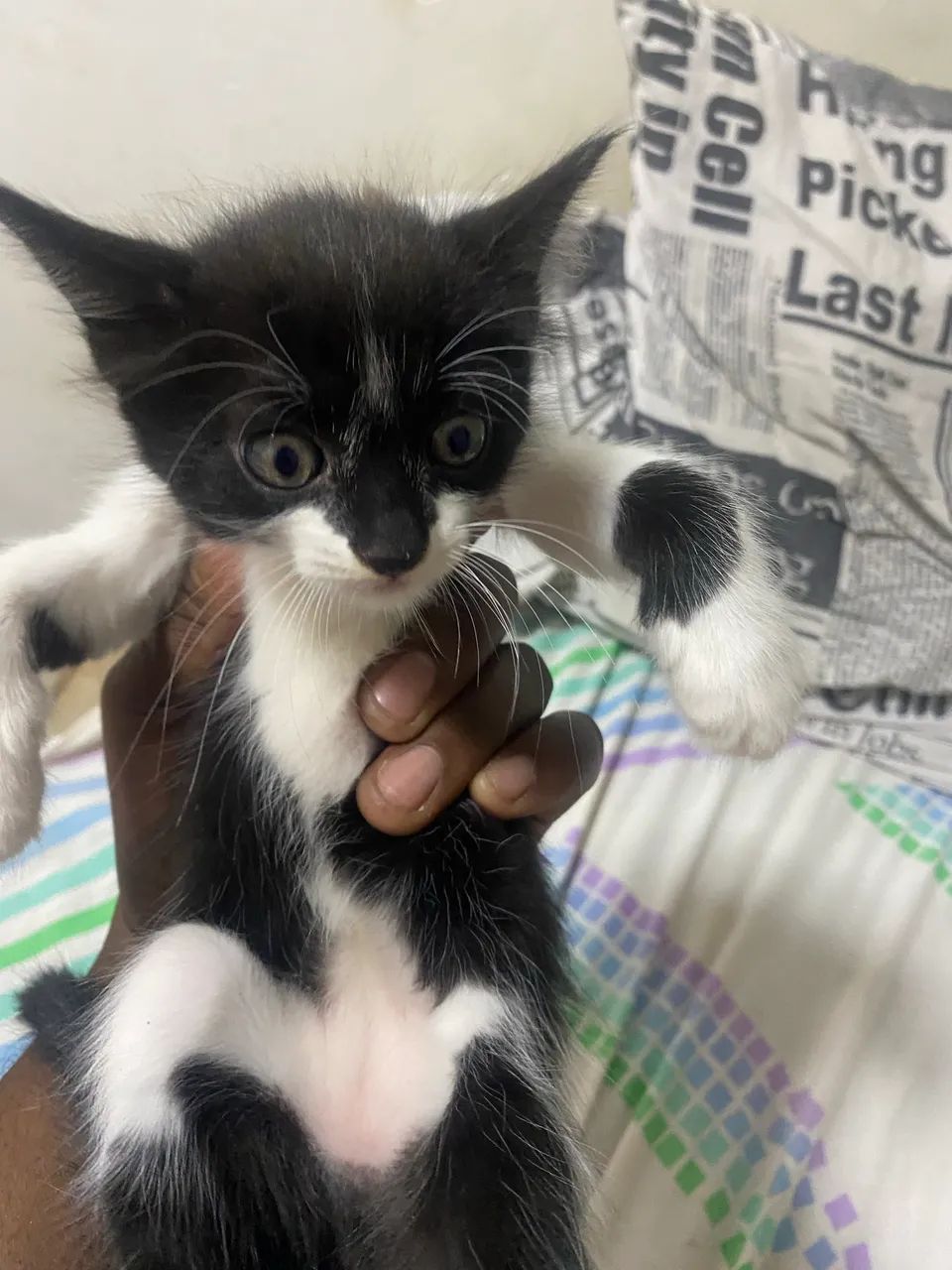 Gatinhos para doação  - Foto 2