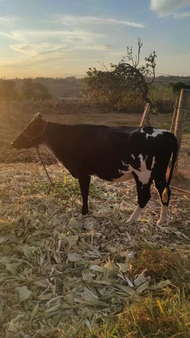 Vaca holandesa - Foto 3