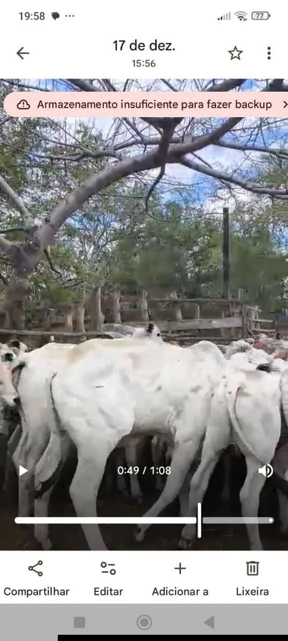 Vende-se 50 bezerros  chama no WhatsApp 