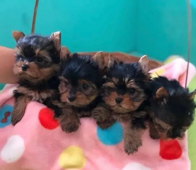 Yorkshire mini Macho disponível 