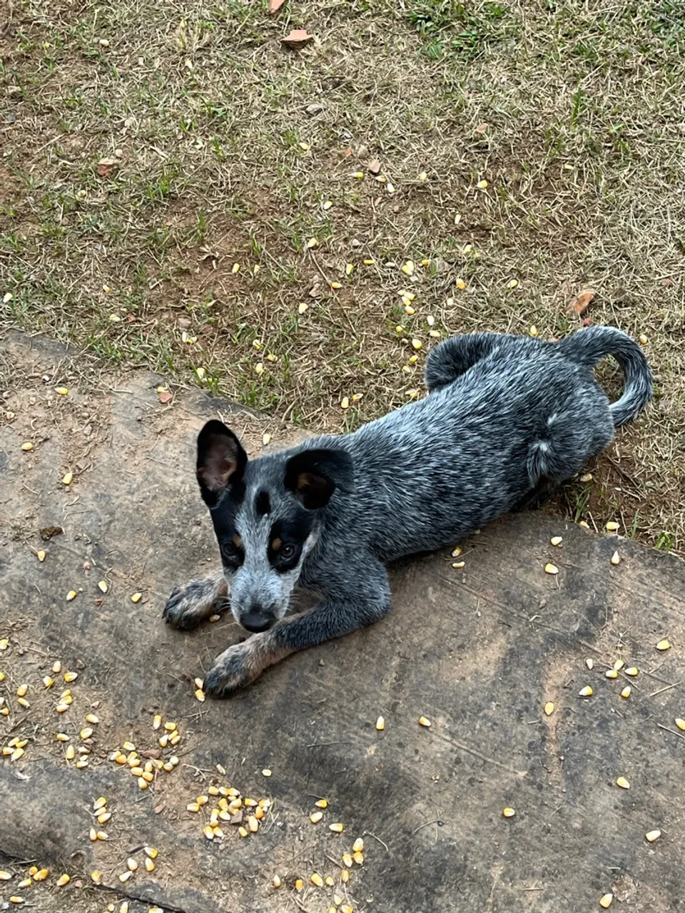Filhote de Boiadeiro Australiano 4 meses