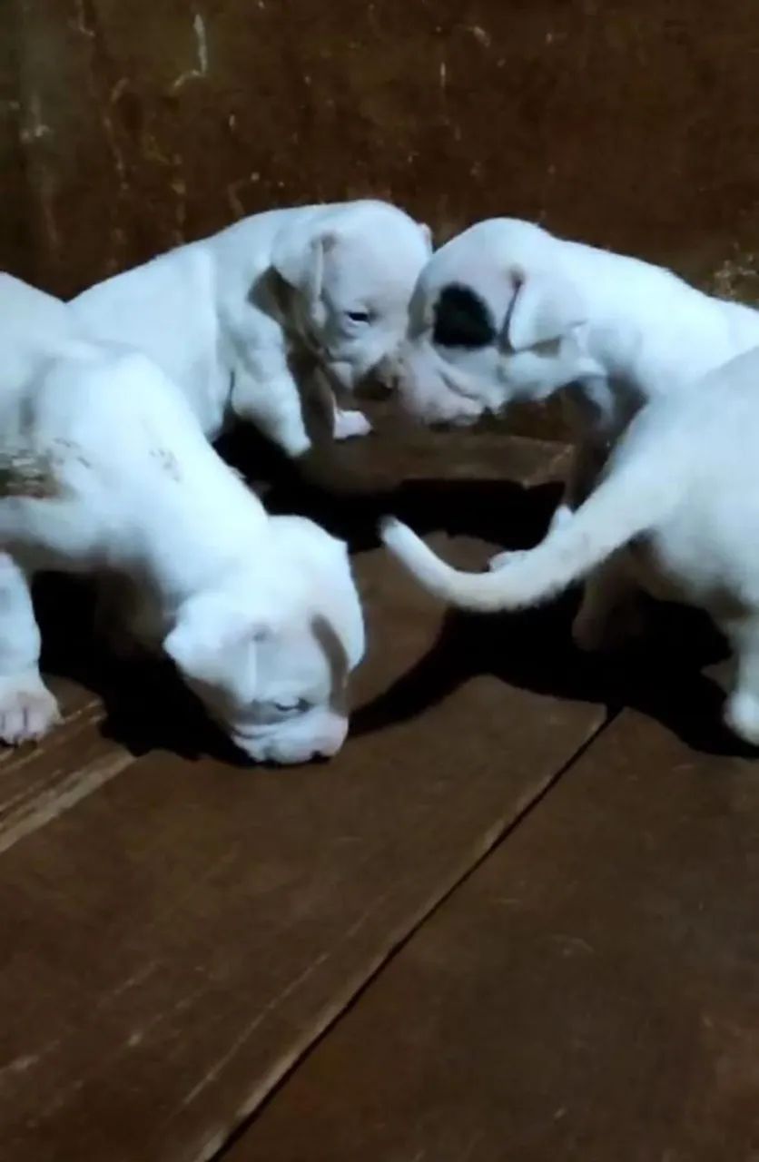 Vendo Filhotes Dogo Argentino  - Foto 4