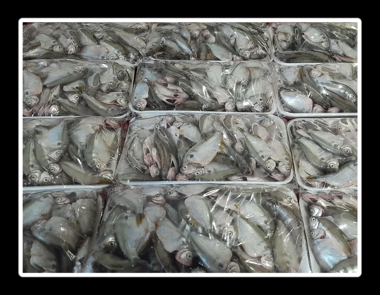 Peixe fresco para sua cozinha