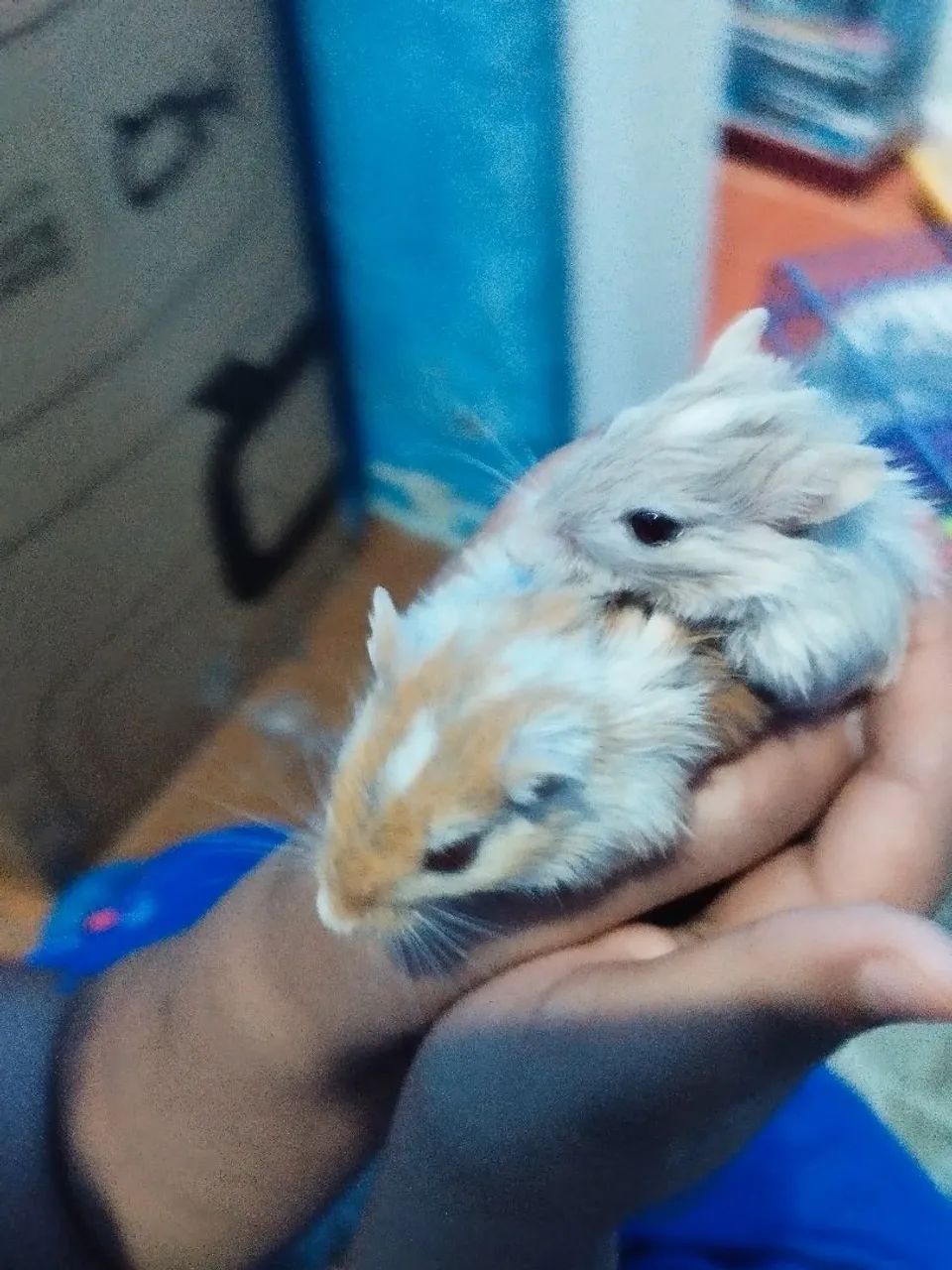 Gerbil Esquilo da Mongólia Hamster Roedores Filhotes e Adultos - Foto 3