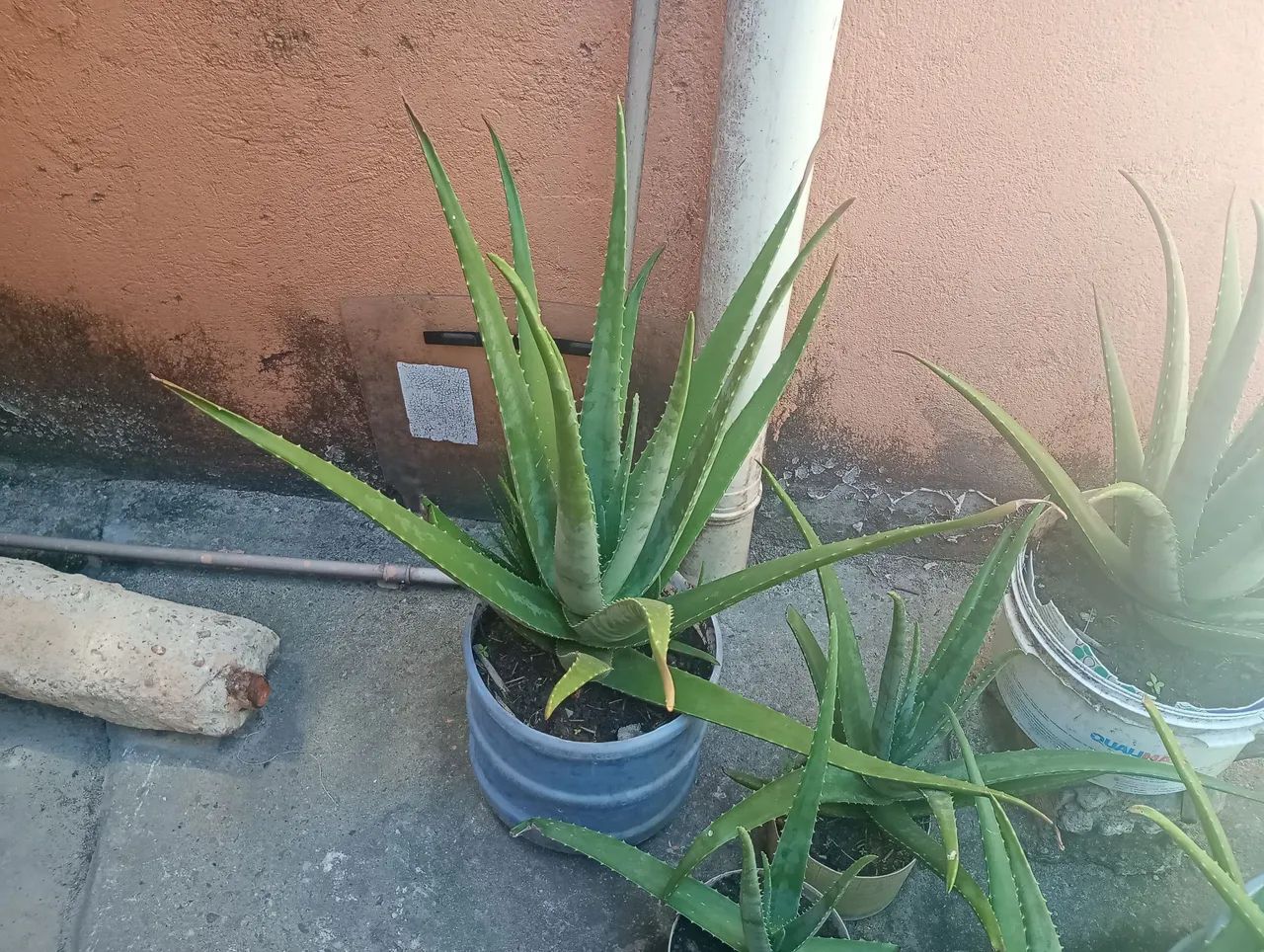 ALOE VERA  - Foto 2