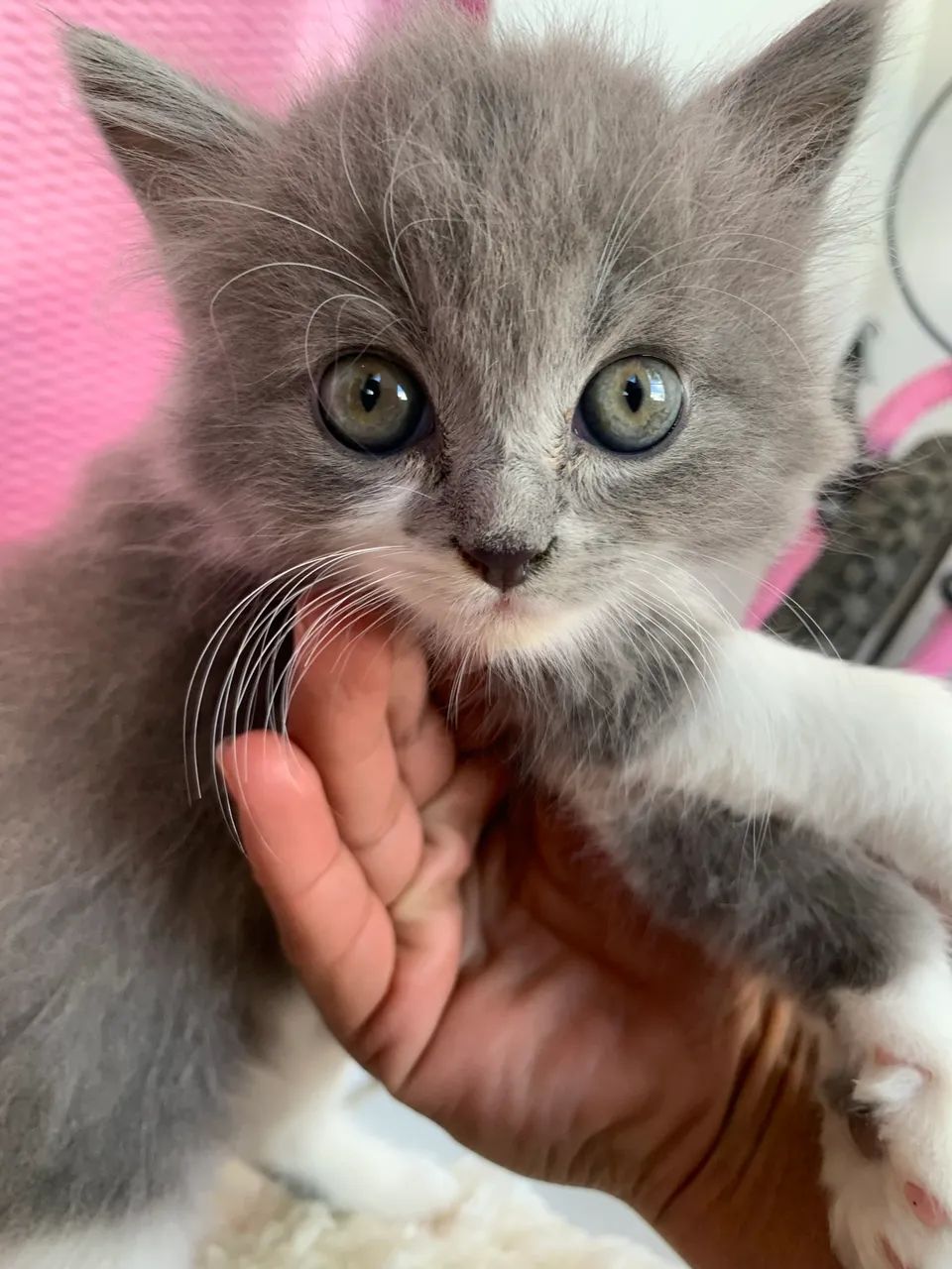 Persa Himalaio 64168607049090121