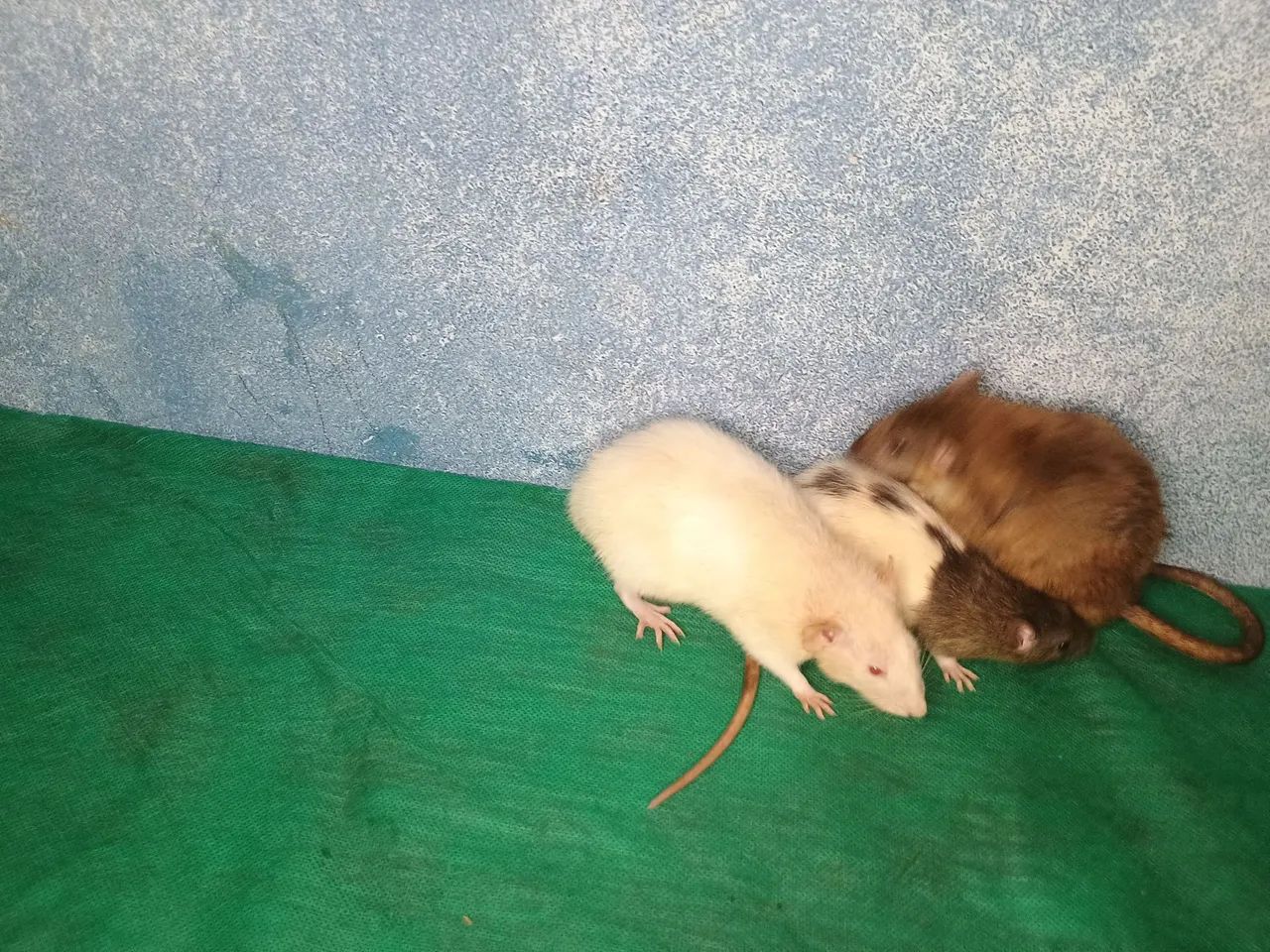 Rato branco disponível para adoção - Foto 5