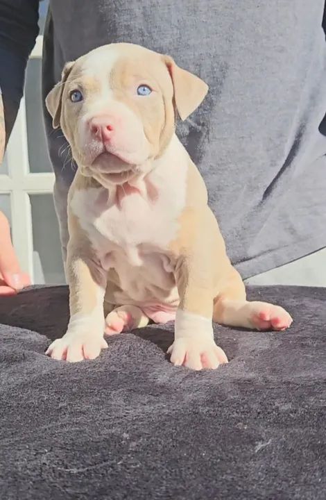 Filhotes de Pit Monster / American Bully XL - Foto 2