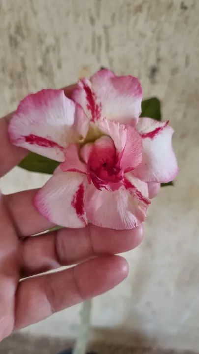 Rosa do Deserto - Foto 3