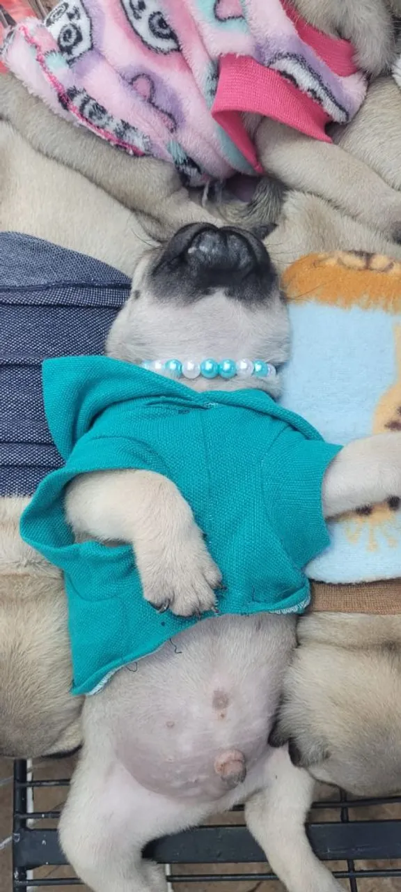 Filhote de Pug fofo e estiloso