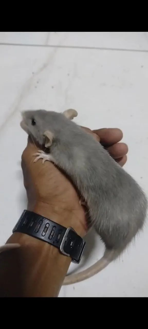 Twister grande adulto  - Foto 4