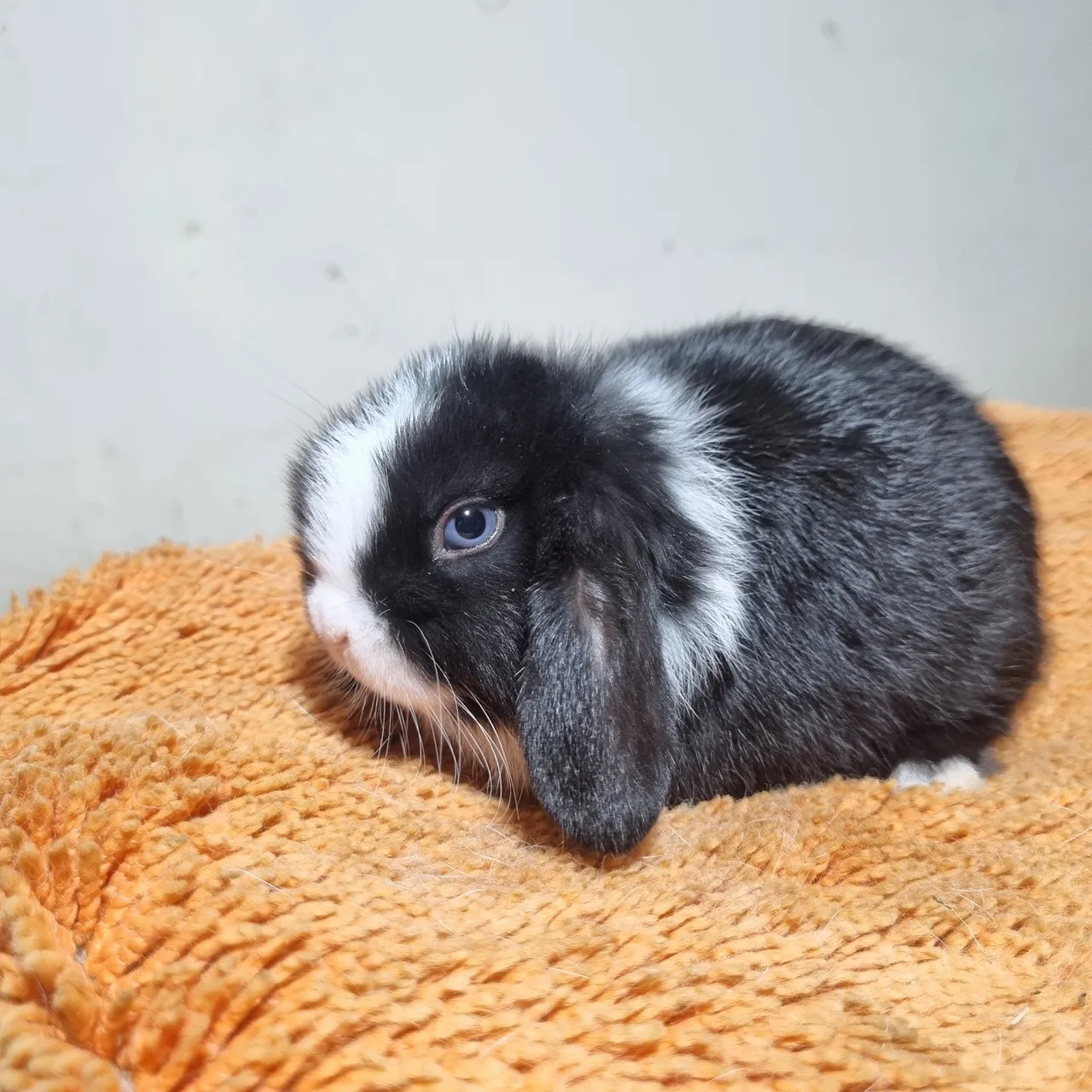 Coelhinho Mini Lop menino promoção