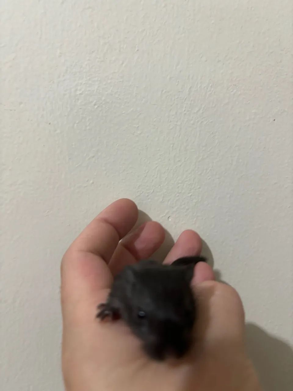 RARIDADE - Filhotes de Gerbil Black! (Esquilo da Mongólia) - Foto 3